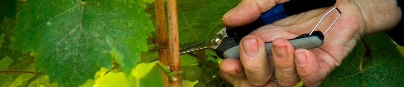 Vinos de Cangas blancos y tintos D.O.P. Tienda online