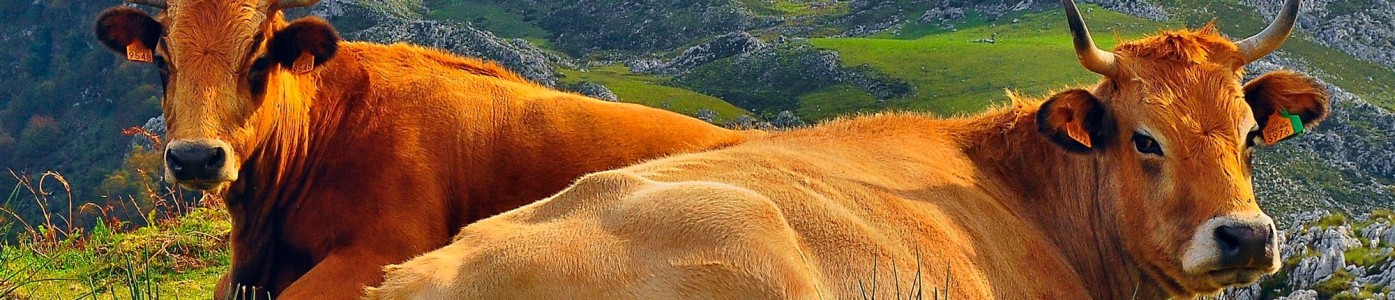 Comprar online Ternera Asturiana IGP